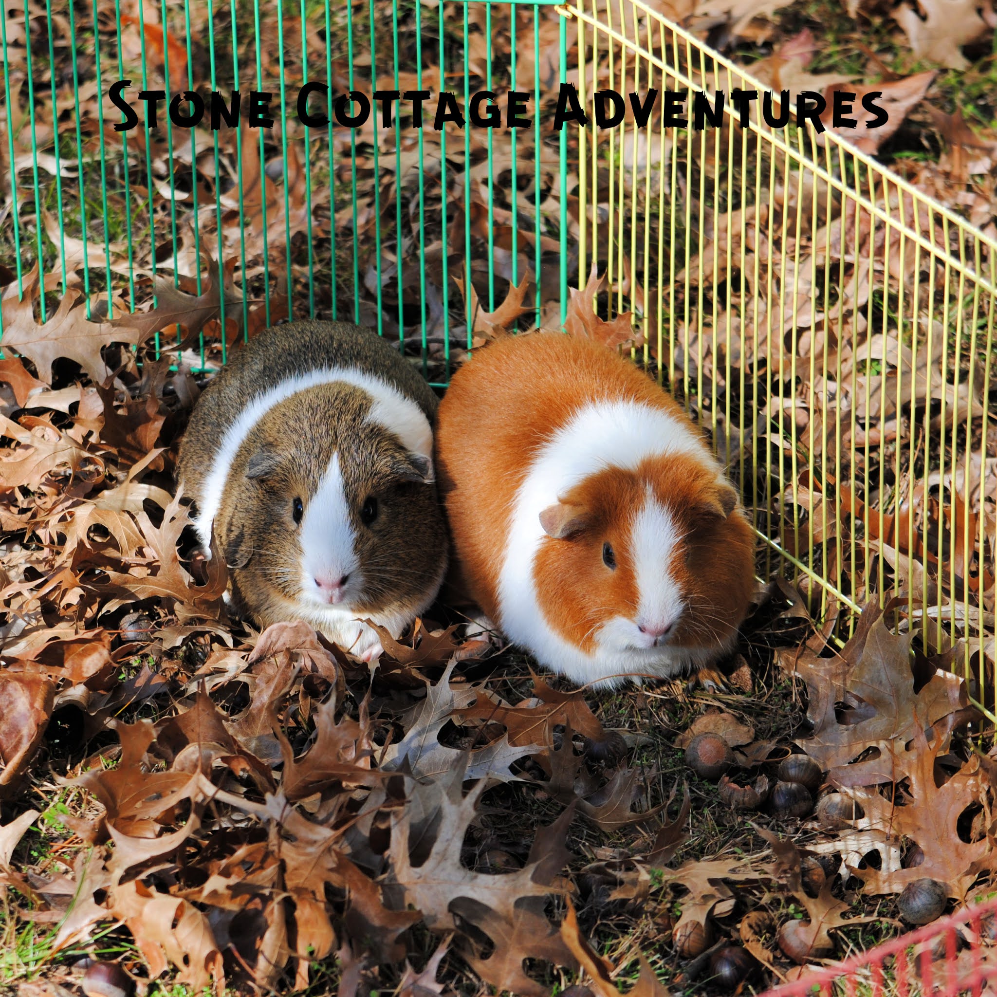 Kiwi for guinea sales pigs